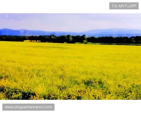 bg大游真人登录线路图最新版本更新内容及常见问题解决方法详解 bg大游真人登录线路图最新版本更新内容及常见问题解决方法详解